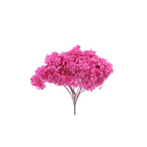 Dried Bleached Hydrangea Anna Cerise