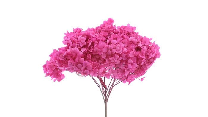 <h4>Dried Bleached Hydrangea Anna Cerise</h4>