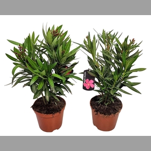NERI OLEANDER