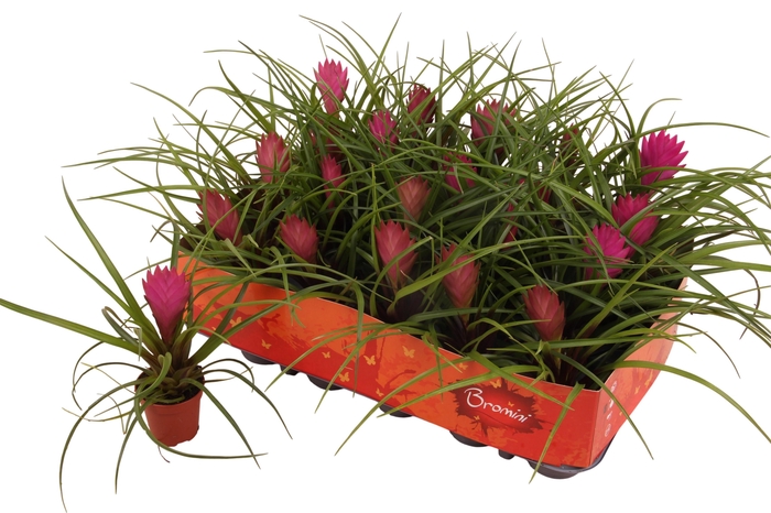 <h4>TILL CYANEA</h4>