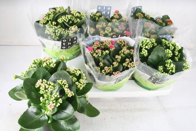 <h4>KAL GE GEM 4 KL</h4>