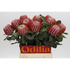 Banksia Coccinea