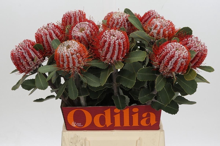 <h4>Banksia Coccinea</h4>