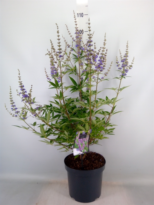 <h4>Vitex agnus-castus</h4>