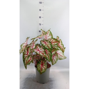 Caladium   ...