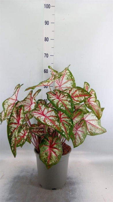 <h4>Caladium   ...</h4>
