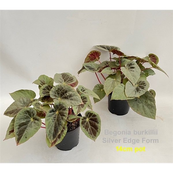 <h4>Begonia burkillii Silver Edge Form 14cm [iridescent]</h4>