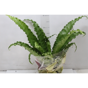 ASPLENIUM OSAKA CRESPO P20
