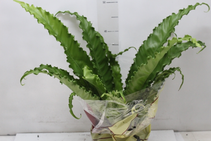 <h4>ASPLENIUM OSAKA CRESPO P20</h4>