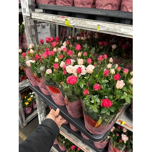 !! PROMO !! ROSA CHAMPAGNE/PINK x12