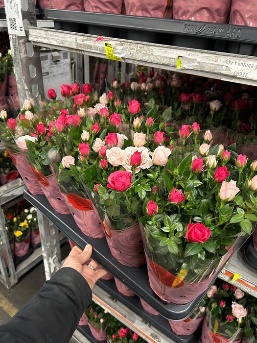 <h4>!! PROMO !! ROSA CHAMPAGNE/PINK x12</h4>