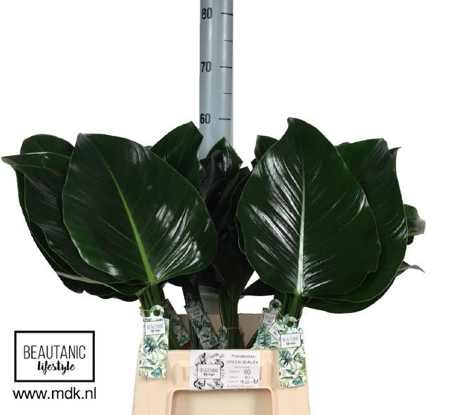 <h4>PHILOD GREEN BEAUTY</h4>