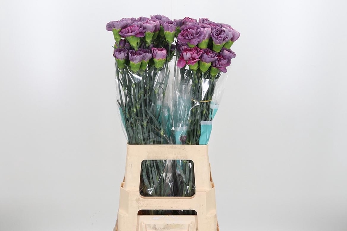 <h4>Di St Hypnosis</h4>