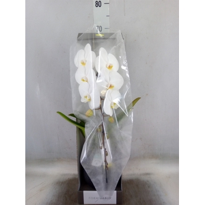 Phalaenopsis   ...white