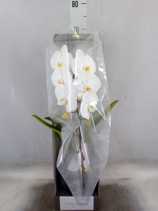 <h4>Phalaenopsis   ...white</h4>