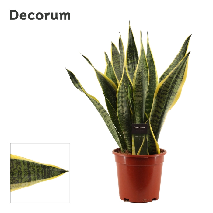 <h4>Sansevieria Superba 17 cm (Decorum)</h4>