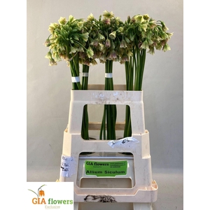 NECTAROSCORDUM SICULUM BULGAR NECT