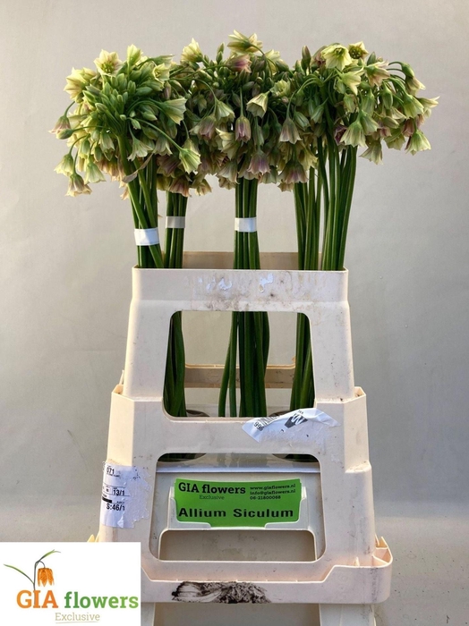 <h4>NECTAROSCORDUM SICULUM BULGAR NECT</h4>