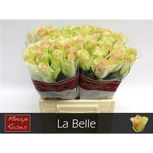 R Gr La Belle