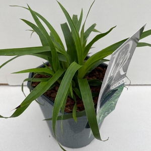 Graminées Luzula 'Sylvatica'