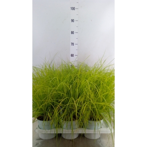 Pennisetum alopec. 'Hameln Gold'