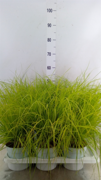 <h4>Pennisetum alopec. 'Hameln Gold'</h4>