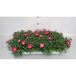 Argyranthemum  'La Rita Purple Red'