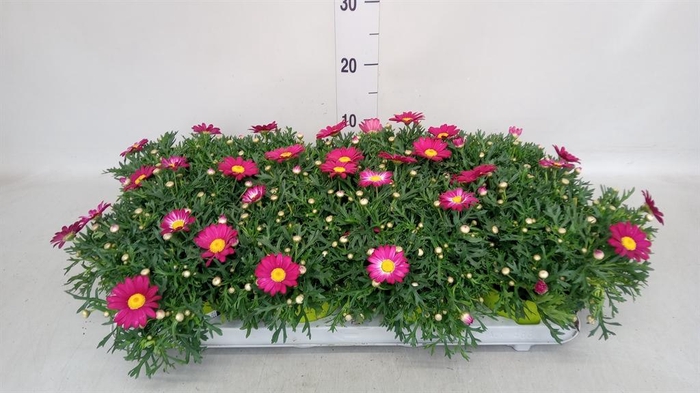 <h4>Argyranthemum  'La Rita Purple Red'</h4>