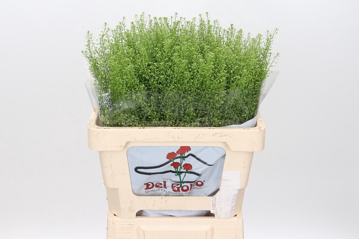 <h4>LEP VI GREEN DRAGON</h4>