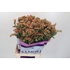 Limonium sinuatum Royal Orange