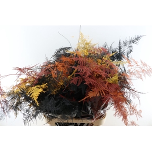 Asp Kbh Lang Autumn Mix