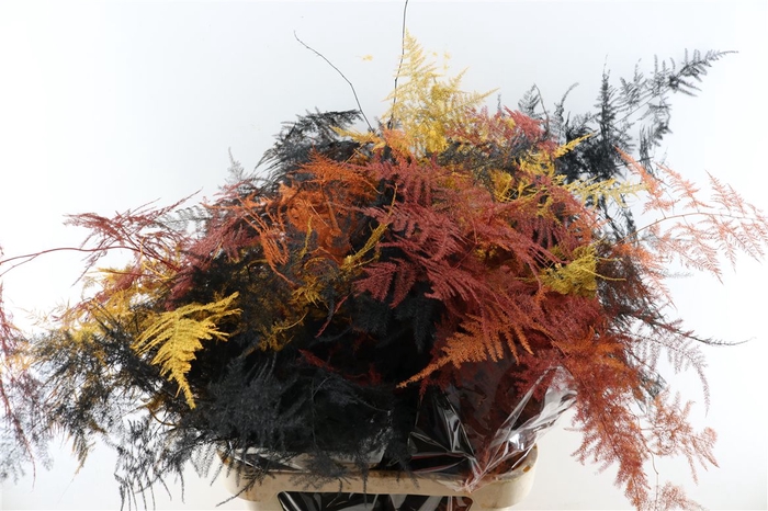 <h4>Asp Kbh Lang Autumn Mix</h4>