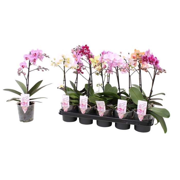 <h4>Phal. Multiflora 1-tak mix vertakt 4 kleuren</h4>