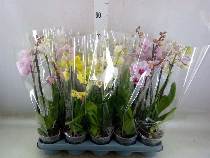 <h4>Phalaenopsis   ...mix</h4>
