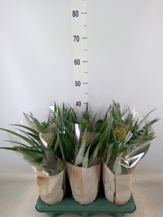 <h4>Ananas  'Mi Amigo'</h4>