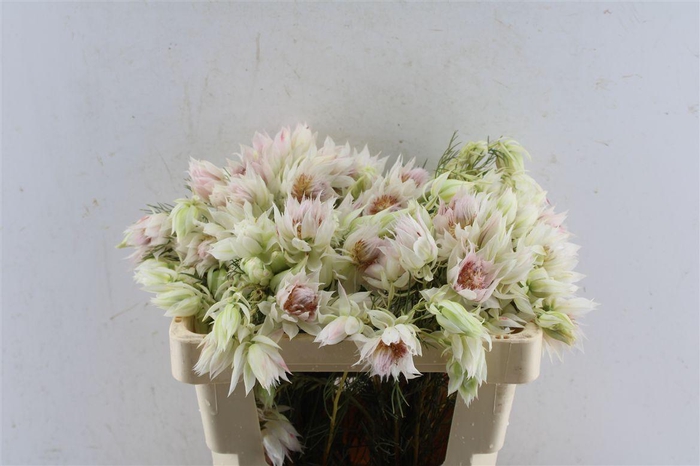 <h4>Blushing Brides White 2-5</h4>