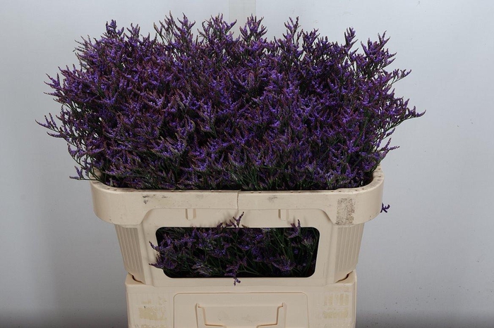 <h4>Lim Saf Dark Blue 70/40</h4>