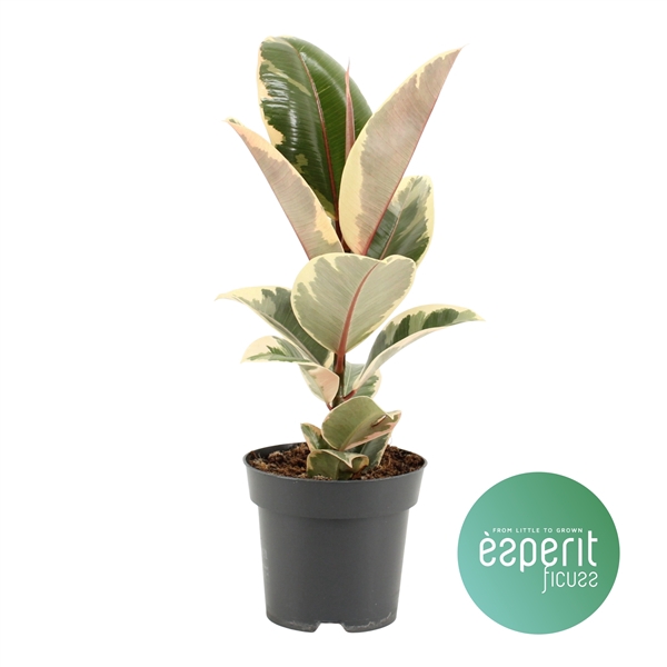 <h4>Ficus elastica Tineke</h4>