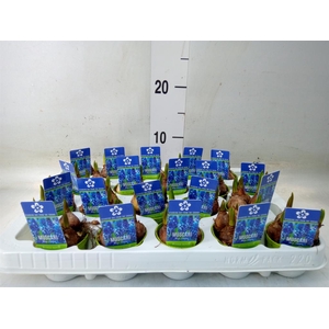 Muscari  'Magic Blue'