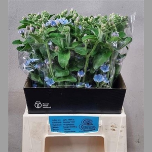 Oxy Co Tan Pure Blu