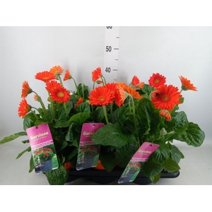 Gerbera  'Garvinea Sweet Glow'