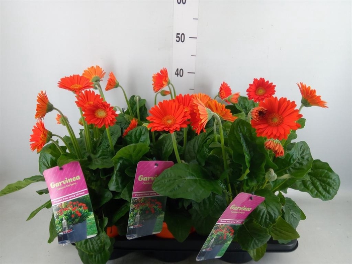<h4>Gerbera  'Garvinea Sweet Glow'</h4>