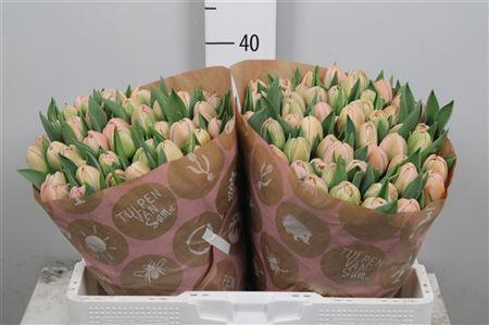 <h4>Tu Du Daphne</h4>