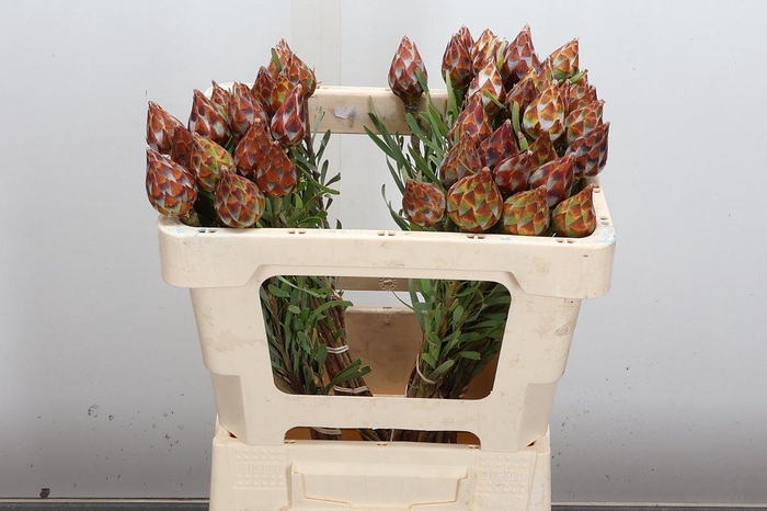 <h4>Kaaps Groen Plumosum Rubrum</h4>