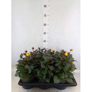 Dahlia  'Revelation Salmon Bicolor'