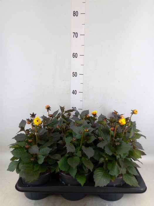 <h4>Dahlia  'Revelation Salmon Bicolor'</h4>