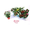 Ro B Monde Gem 7 Srt