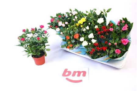 <h4>Ro B Monde Gem 7 Srt</h4>