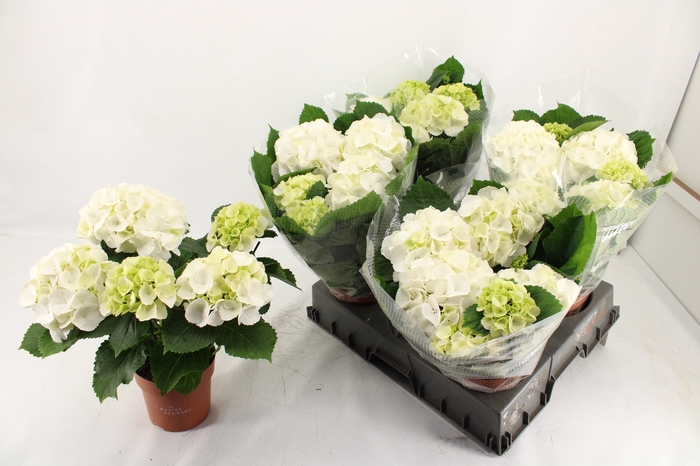 <h4>HYDR M SCHNEEBALL</h4>