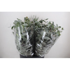 Euca Cinerea Short 150gr P Bunch